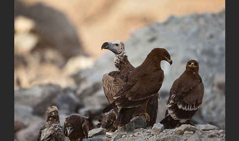 Ohrengeier (Aegypius tracheliotus)