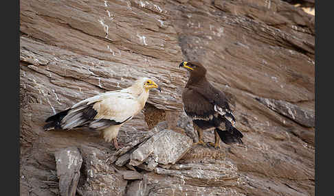 Steppenadler (Aquila nipalensis)