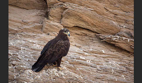 Steppenadler (Aquila nipalensis)