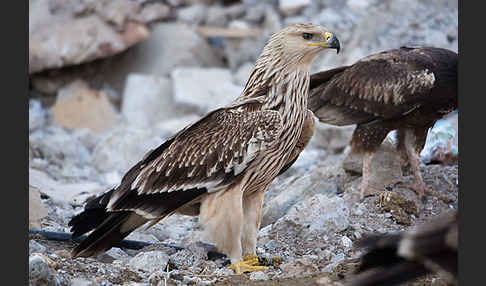 Kaiseradler (Aquila heliaca)