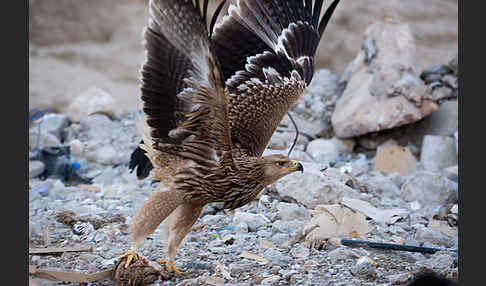 Kaiseradler (Aquila heliaca)