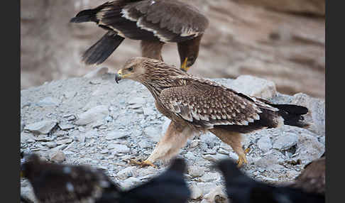 Kaiseradler (Aquila heliaca)