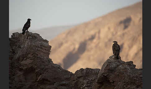 Kaiseradler (Aquila heliaca)