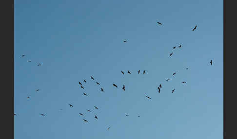 Wüstenrabe (Corvus ruficollis)