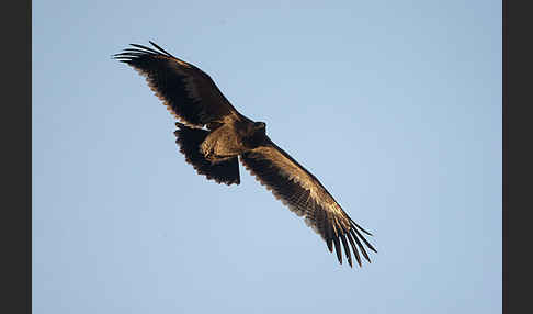 Steppenadler (Aquila nipalensis)