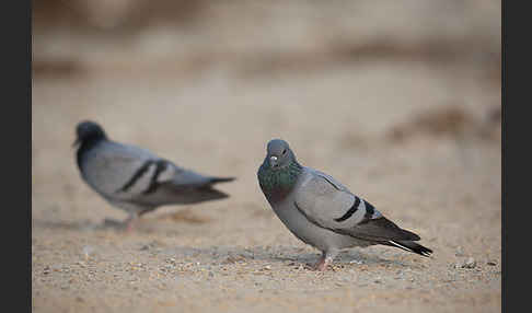 Felsentaube (Columba livia)