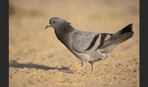 Felsentaube (Columba livia)