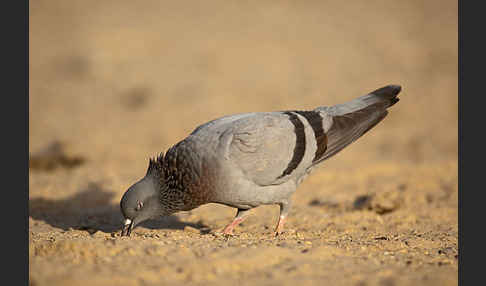 Felsentaube (Columba livia)