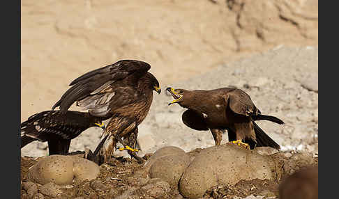 Steppenadler (Aquila nipalensis)