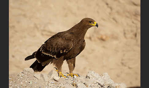 Steppenadler (Aquila nipalensis)