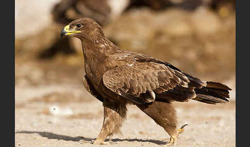 Steppenadler (Aquila nipalensis)