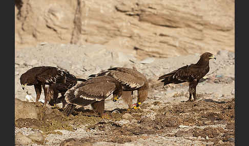 Steppenadler (Aquila nipalensis)