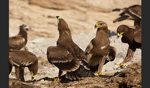 Steppenadler (Aquila nipalensis)