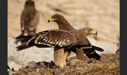 Kaiseradler (Aquila heliaca)