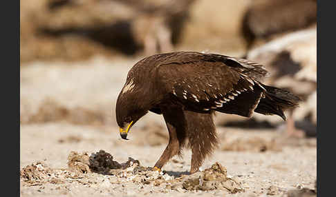 Schreiadler (Aquila pomarina)