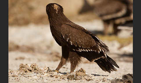 Schreiadler (Aquila pomarina)