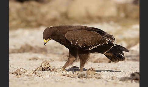 Schreiadler (Aquila pomarina)