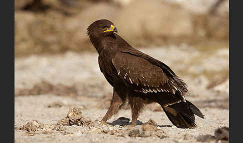 Schreiadler (Aquila pomarina)