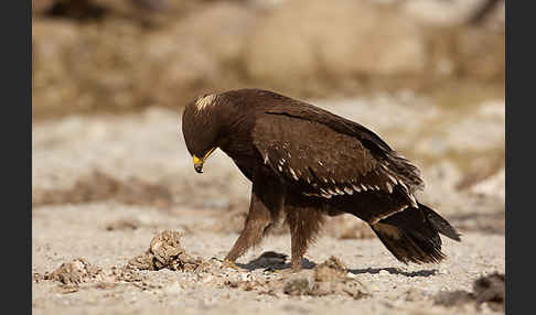 Schreiadler (Aquila pomarina)