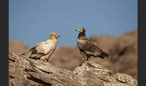 Schmutzgeier (Neophron percnopterus)