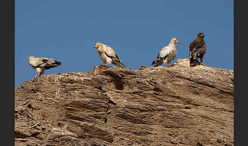 Steppenadler (Aquila nipalensis)