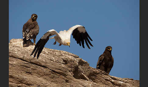 Steppenadler (Aquila nipalensis)