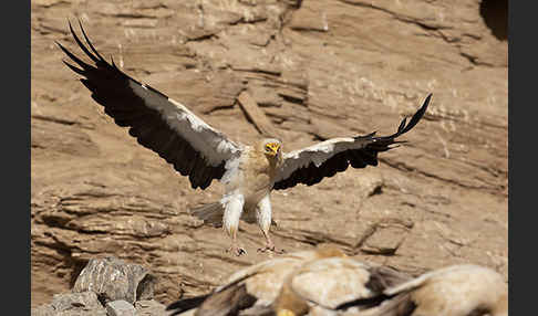 Schmutzgeier (Neophron percnopterus)