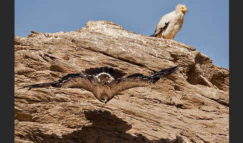 Steppenadler (Aquila nipalensis)