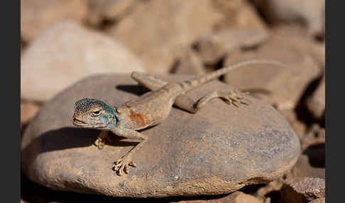 Sinai Agame (Pseudotrapelus sinaitus sinaitus)