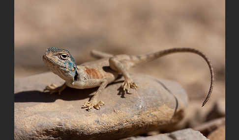 Sinai Agame (Pseudotrapelus sinaitus sinaitus)