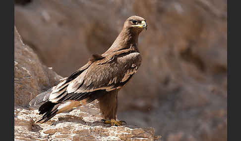 Steppenadler (Aquila nipalensis)