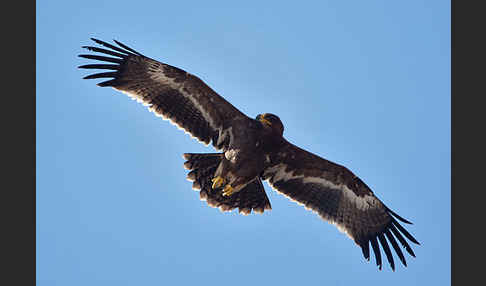 Steppenadler (Aquila nipalensis)