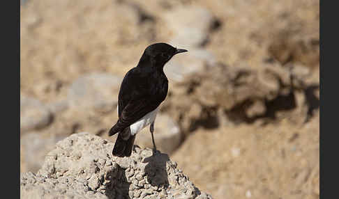 Schwarzkopfsteinschmätzer (Oenanthe albonigra)