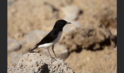 Schwarzkopfsteinschmätzer (Oenanthe albonigra)