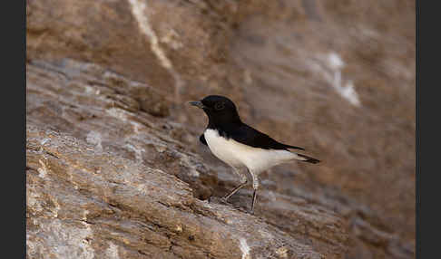 Schwarzkopfsteinschmätzer (Oenanthe albonigra)