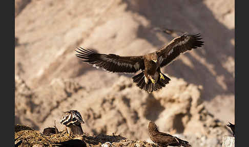 Steppenadler (Aquila nipalensis)