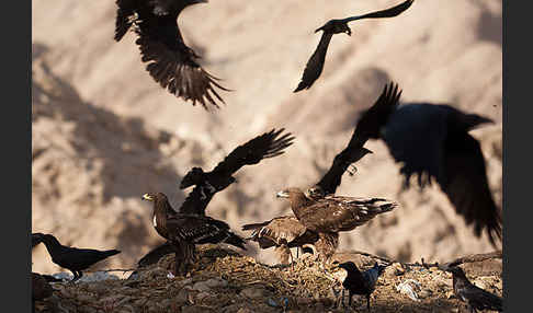 Wüstenrabe (Corvus ruficollis)