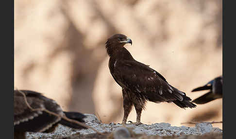 Schelladler (Aquila clanga)