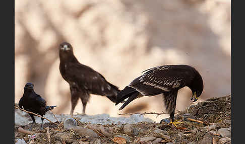 Schelladler (Aquila clanga)