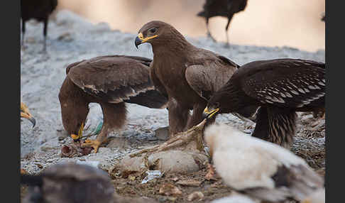 Steppenadler (Aquila nipalensis)