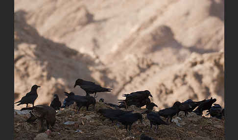 Wüstenrabe (Corvus ruficollis)