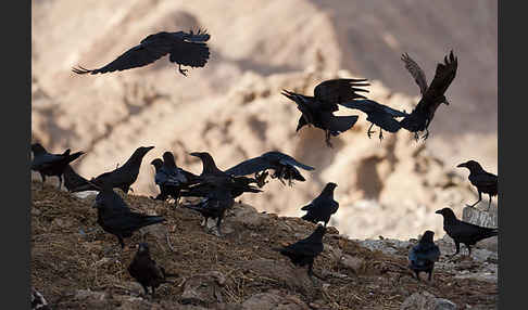 Wüstenrabe (Corvus ruficollis)