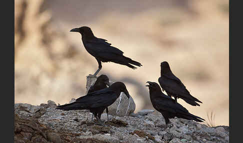 Wüstenrabe (Corvus ruficollis)