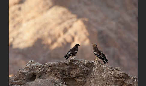 Kaiseradler (Aquila heliaca)