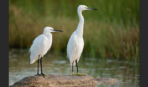 Seidenreiher (Egretta garzetta)