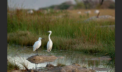 Seidenreiher (Egretta garzetta)