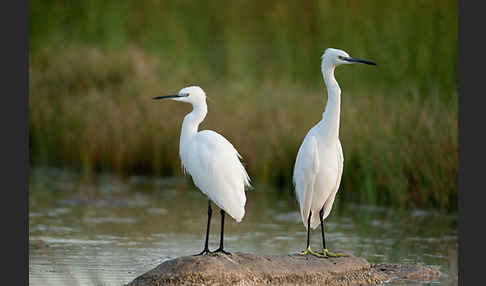 Seidenreiher (Egretta garzetta)