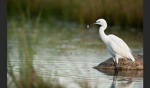 Seidenreiher (Egretta garzetta)