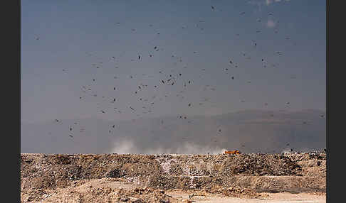 Steppenadler (Aquila nipalensis)