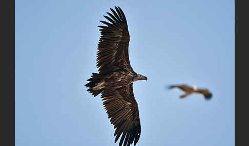 Ohrengeier (Aegypius tracheliotus)